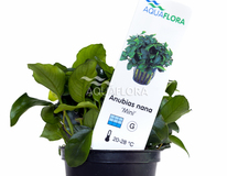 Anubias Barteri Var. Nana 'mini' - Pe