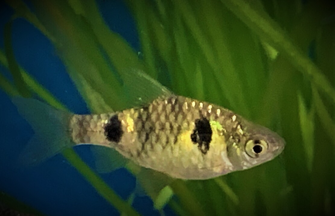 Dwarfbarb Phutunio