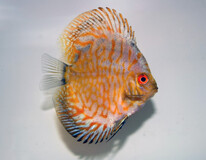 Discus Golden Leopard