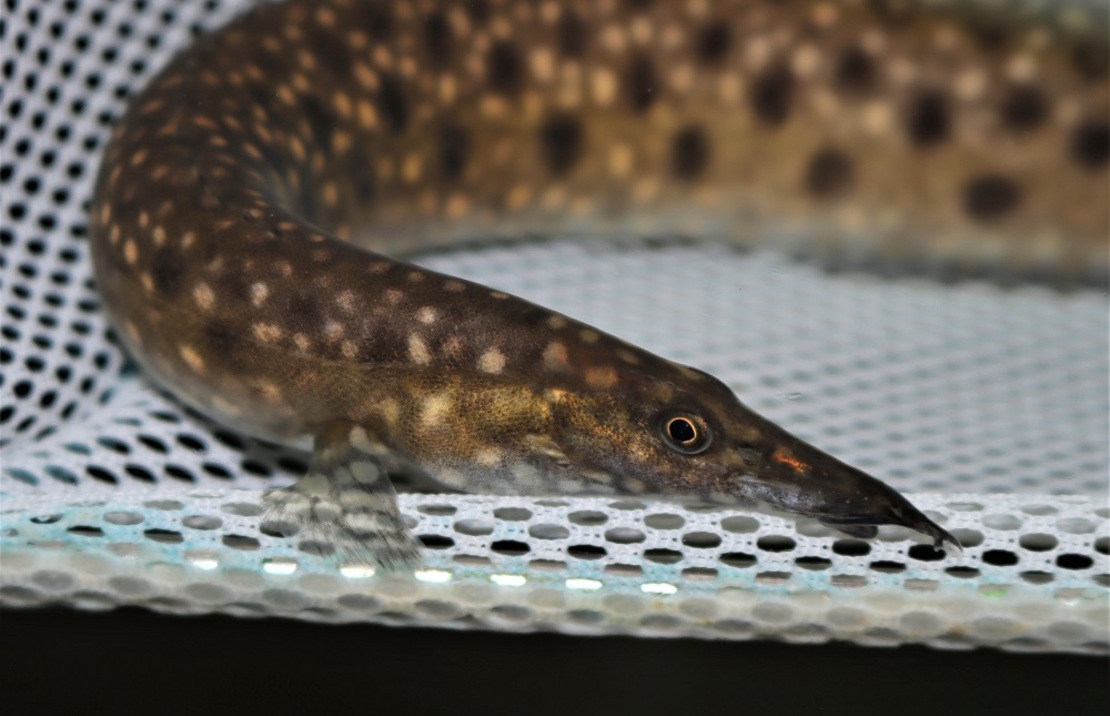 Anguile Alboguttatus