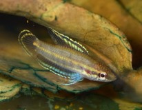 Gourami RÉglisse Bintan
