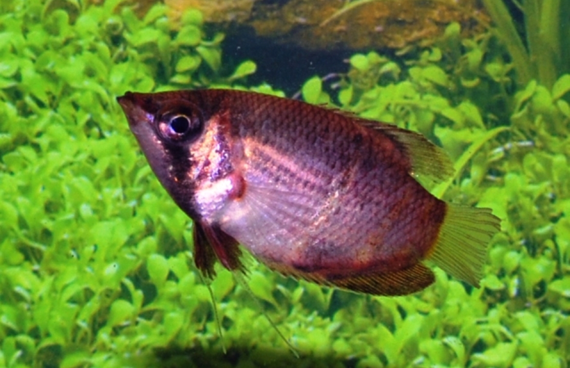 Gourami Chocolat