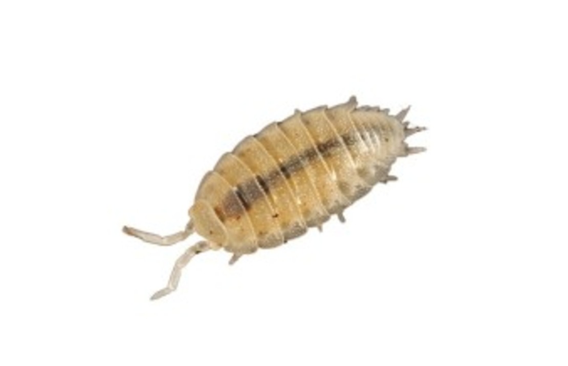 Trichorhina Tomentosa (box)