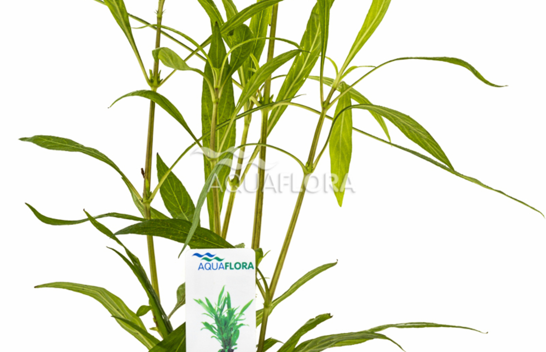 Hygrophila Salicifolia - Pe