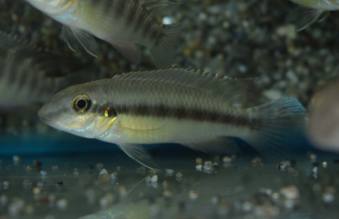 Dwergcichlide Humilis