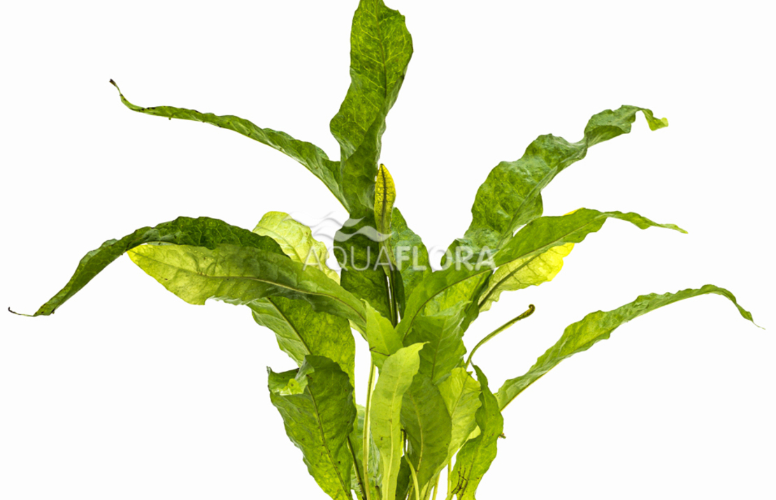 Microsorum Pteropus 'latifolia' - Pe