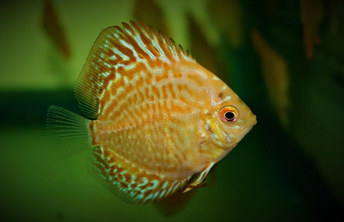 Discus Golden Leopard