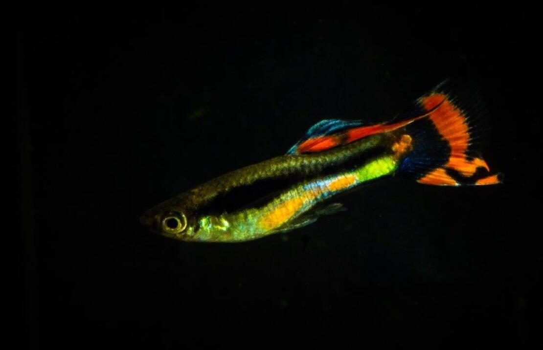 Endler Gup Campoma 42 (m/f)