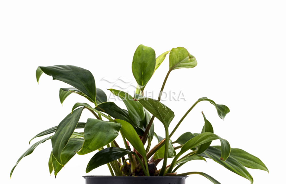 Anubias Sagittae - Pe
