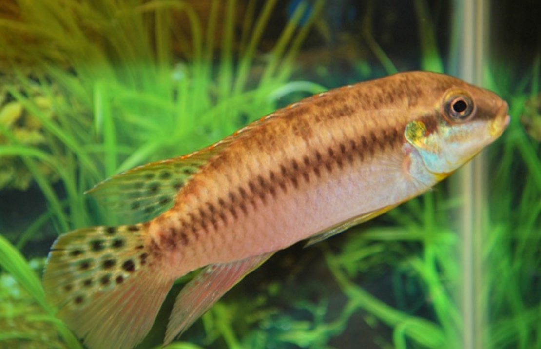 Dwergcichlide Lucanusi