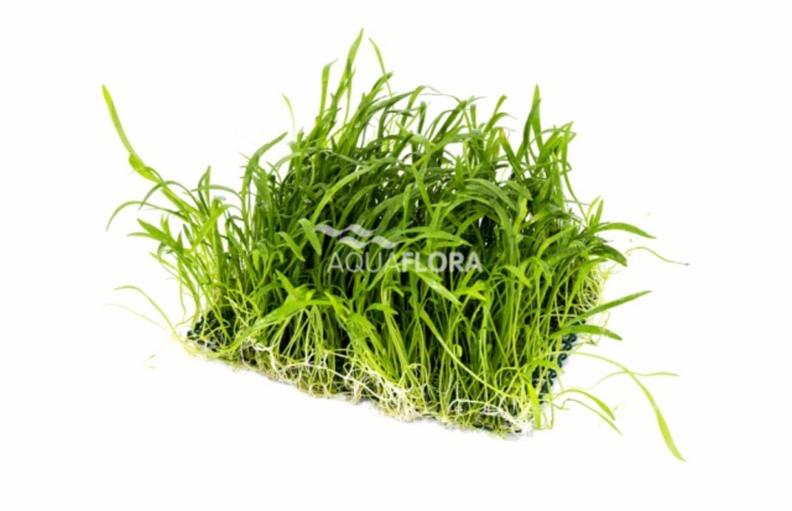 Lilaeopsis Mat 10x15cm - Ne