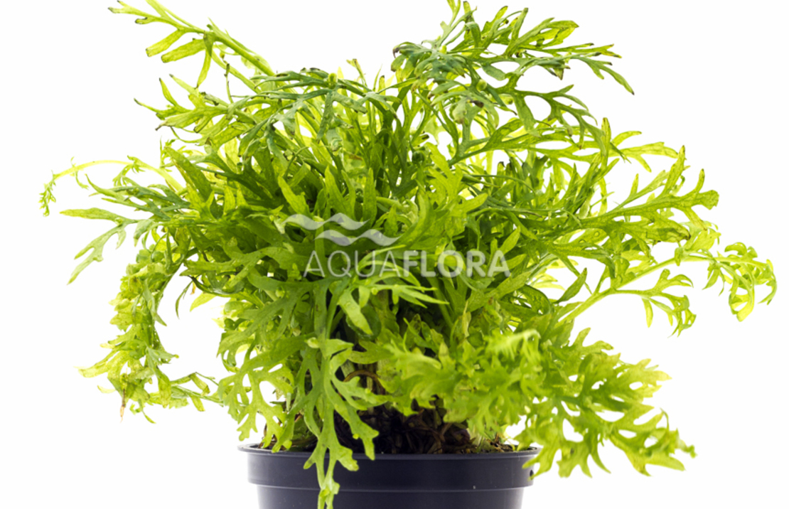 Ceratopteris Siliquosa - Pe