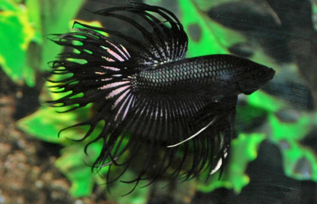 Combattant Crowntail Noir (mÂle)