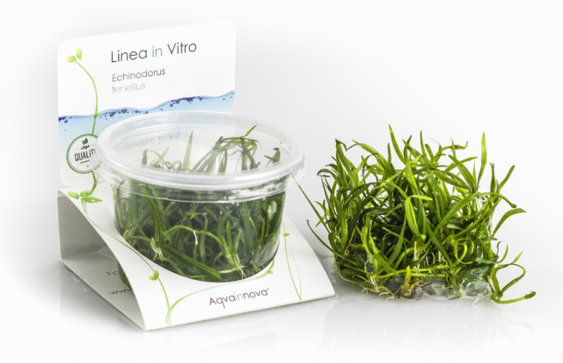 Helanthium Tenellum - In Vitro Cup