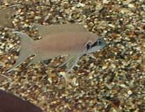 Tanganyika Cichlide Daffodil