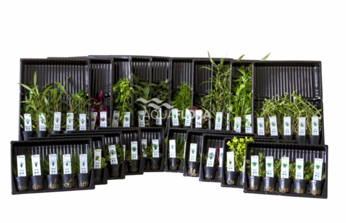 Ass. 7: 20x5 (100) Pots All Colour Code Groups - As