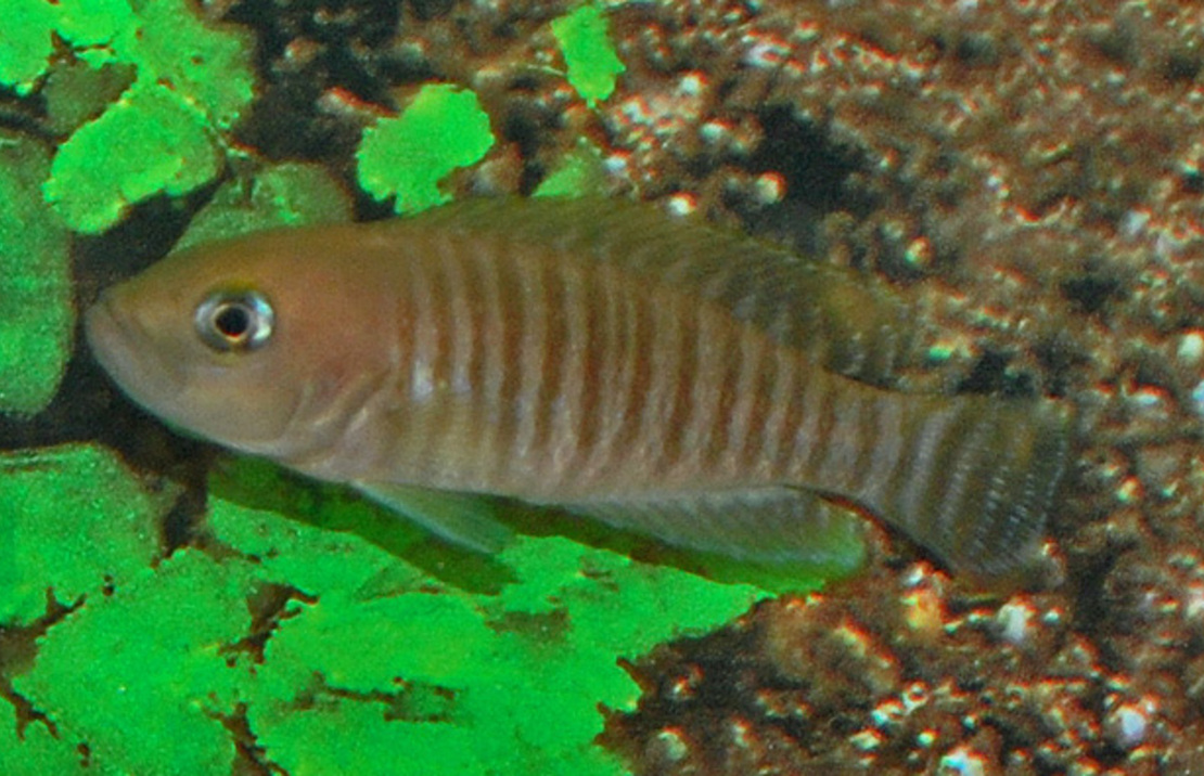 Schneckenbarsch Multifasciatus