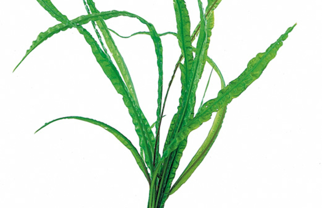 Cryptocoryne Crispulata Var. Balansae - Ps