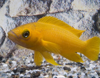 Tanganjika Goldbuntbarsch