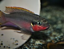 Kersenbuikcichlide Nigeria Red