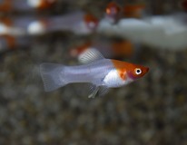 Zwaarddrager Rood/wit