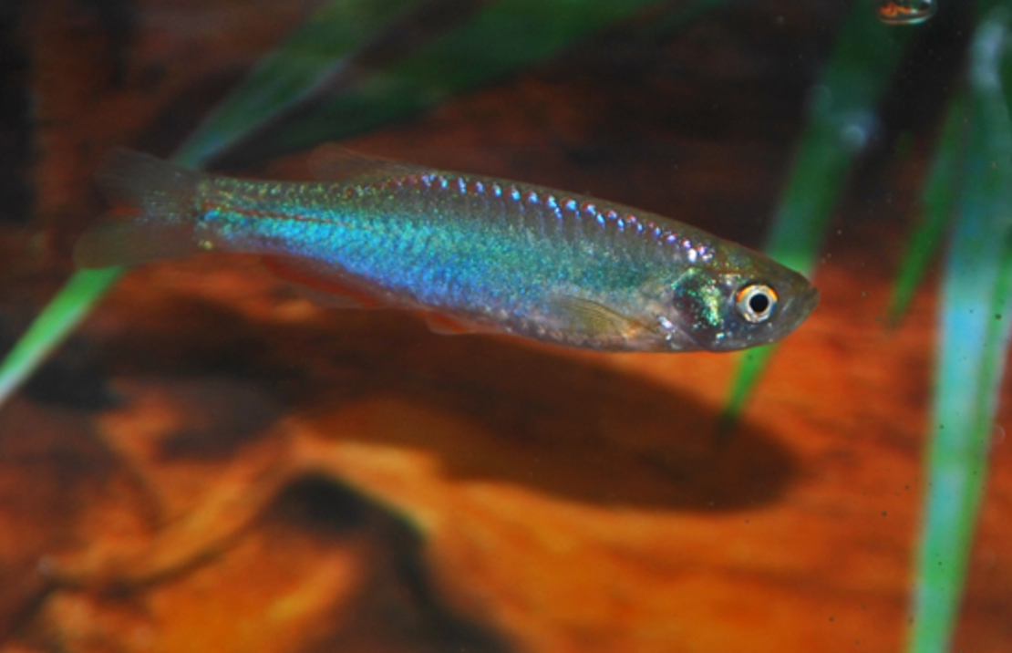 Pearl Danio