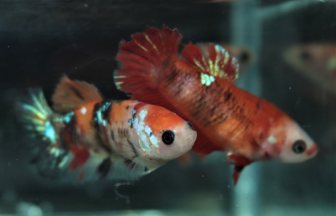Betta Sp. Plakat Koi Nemo Female M