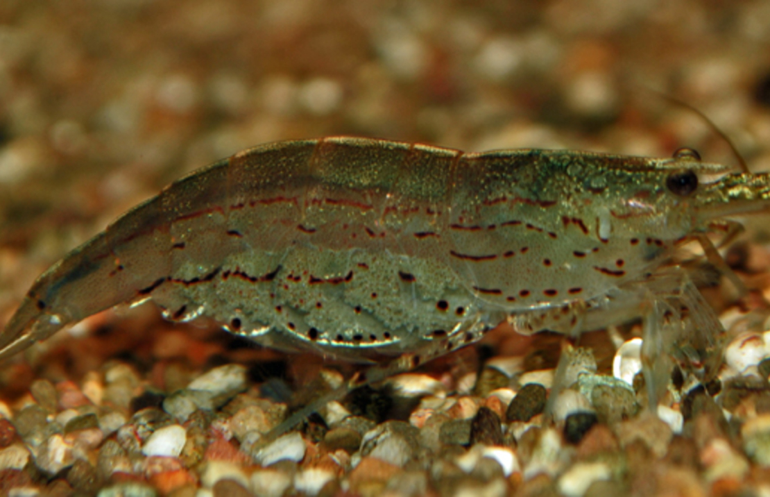 Crevette Amano  Japonica