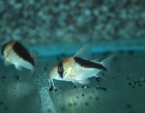 Pantsermeerval Cw106