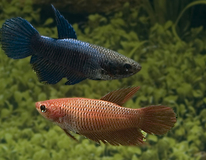 Betta Female
