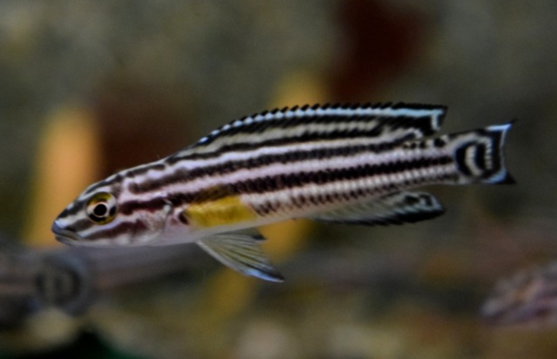 Vierstreifen-schlankcichlide