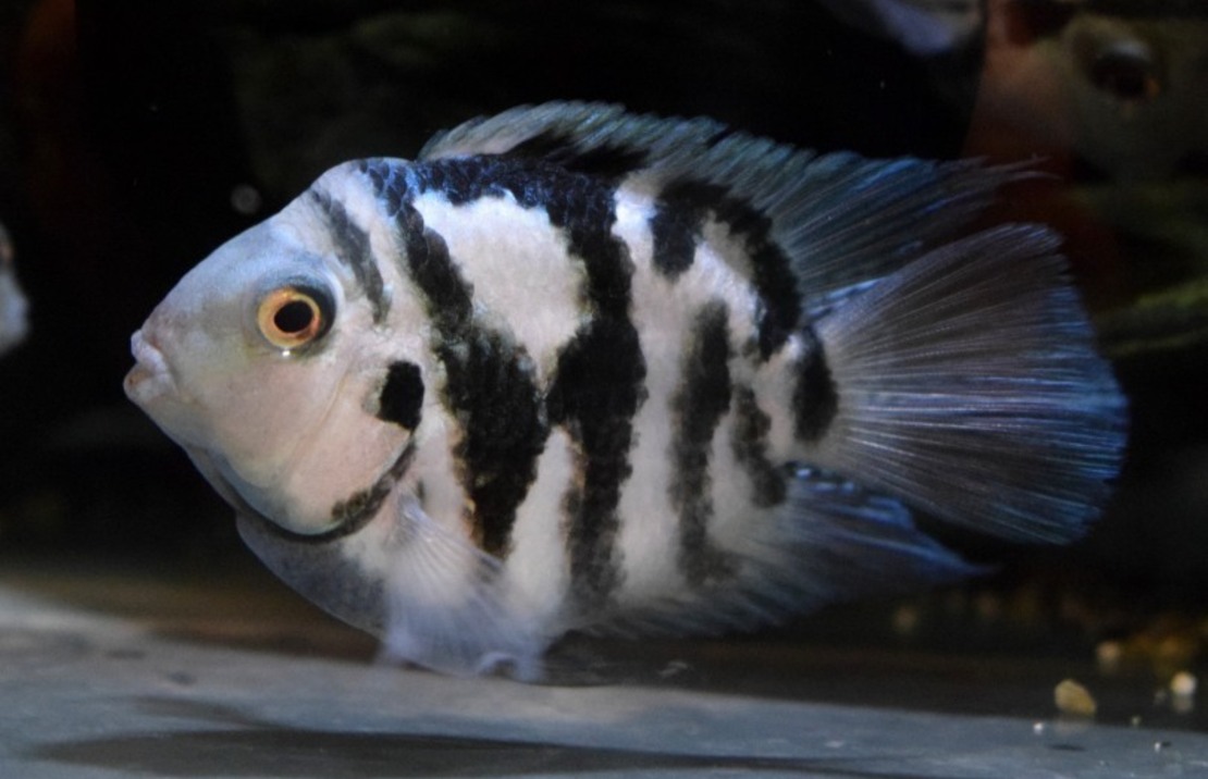 CichlidÉ Nigro Coral Blue