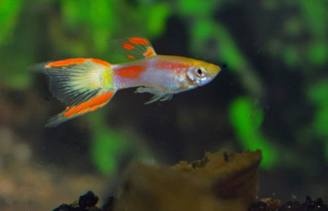 Guppy Endler Gelb Laser Tail (m/f)
