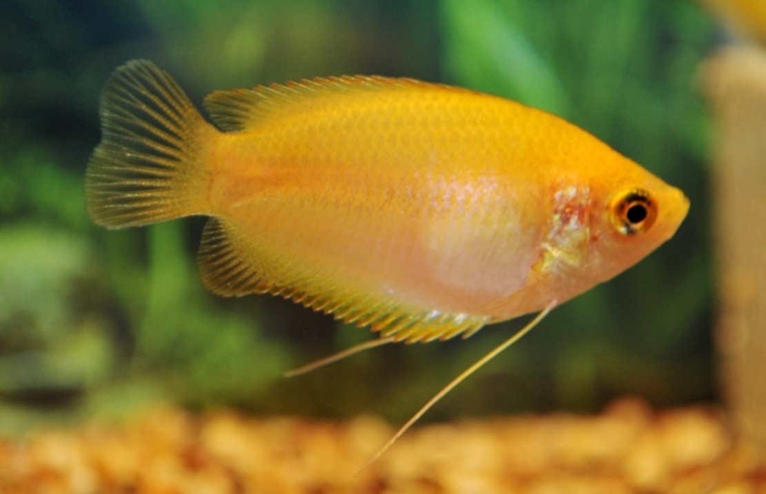 Honey Gourami Gold