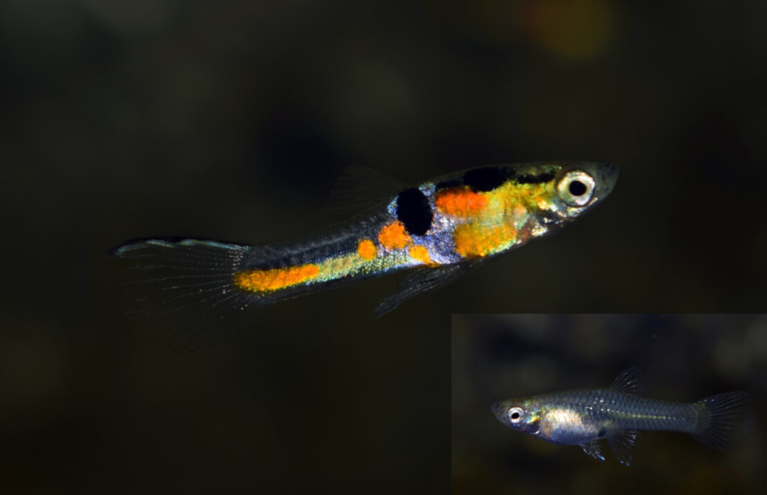 Endler Guppy Top Schwert Blau (m)