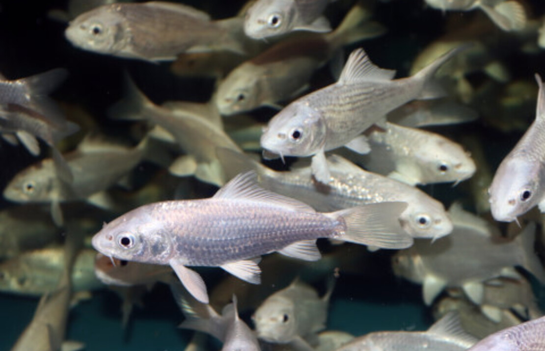 Carpe Koi Asia Platinum