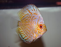 Discus Golden Leopard