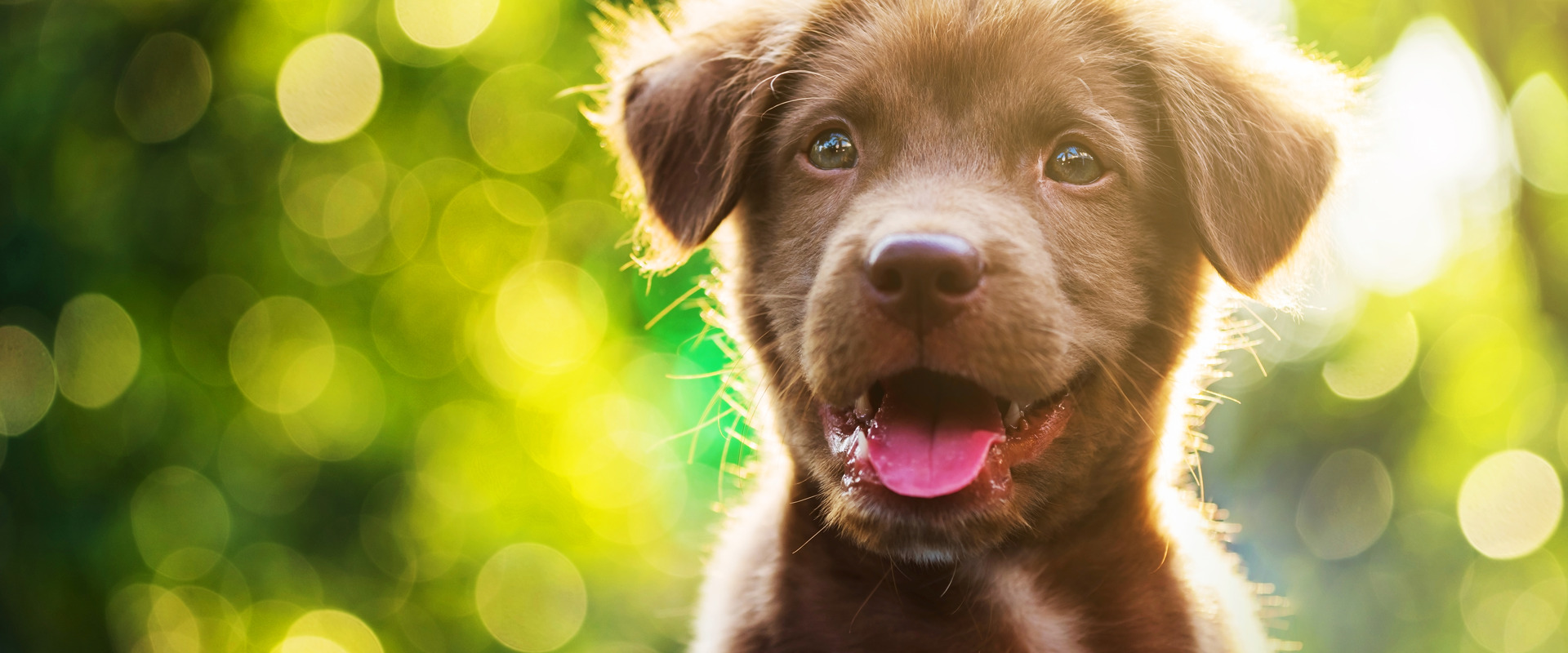 Ruinemans Group : Partner für die Zoohandlung