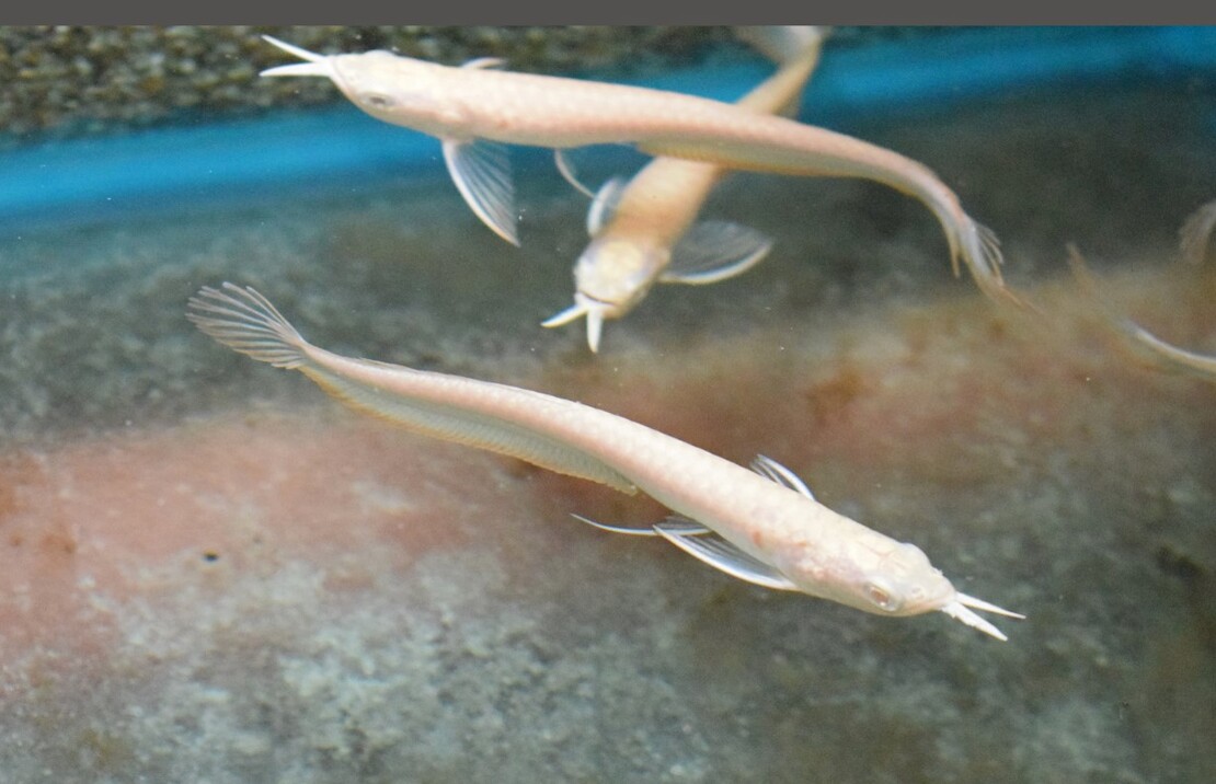 Silber Arowana Albino