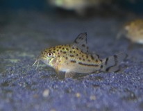 Pantsermeerval Knaacki