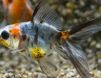 Voile De Chine Calico