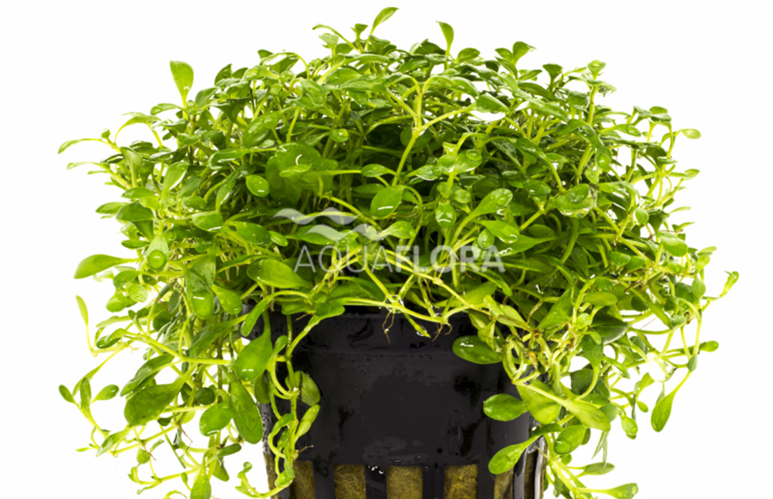 Glossostigma Elatinoides - Pe