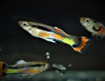 Endler Gup Campoma 42 (m/f)