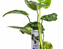 Anubias Barteri - Pe