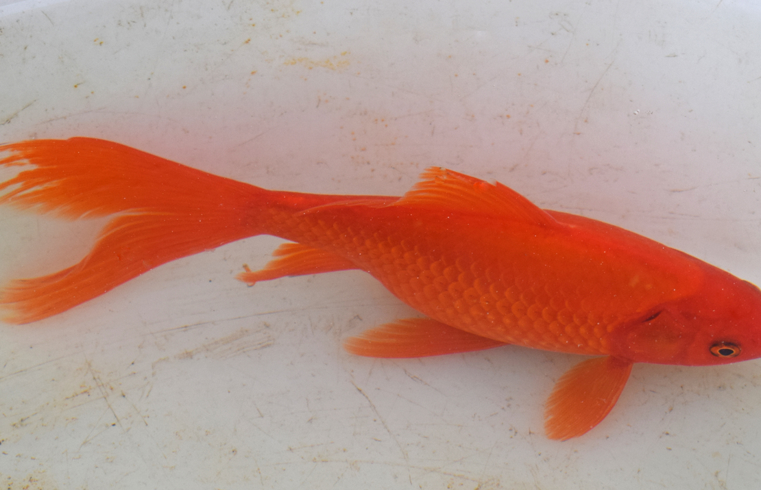 Goudvis Komeetstaart