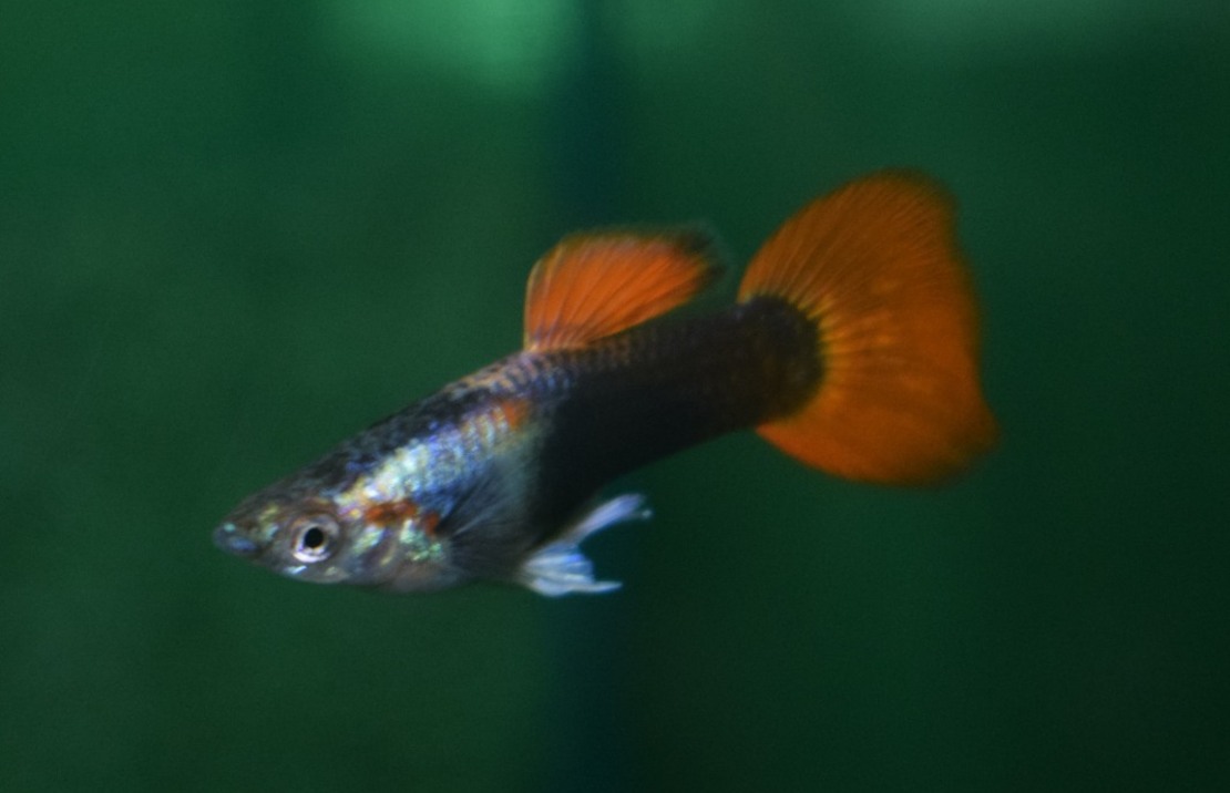 Guppy Silber Tuxedo Rot Mann
