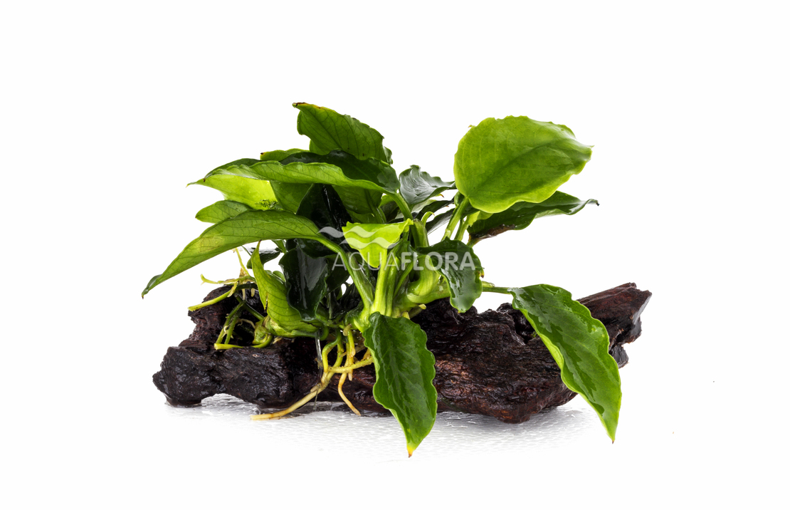 Anubias Driftwood Nano (5-7cm) - Dw