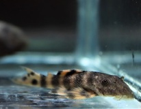 L206 Clown Pleco