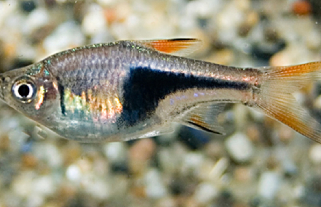 Rasbora Arlequin