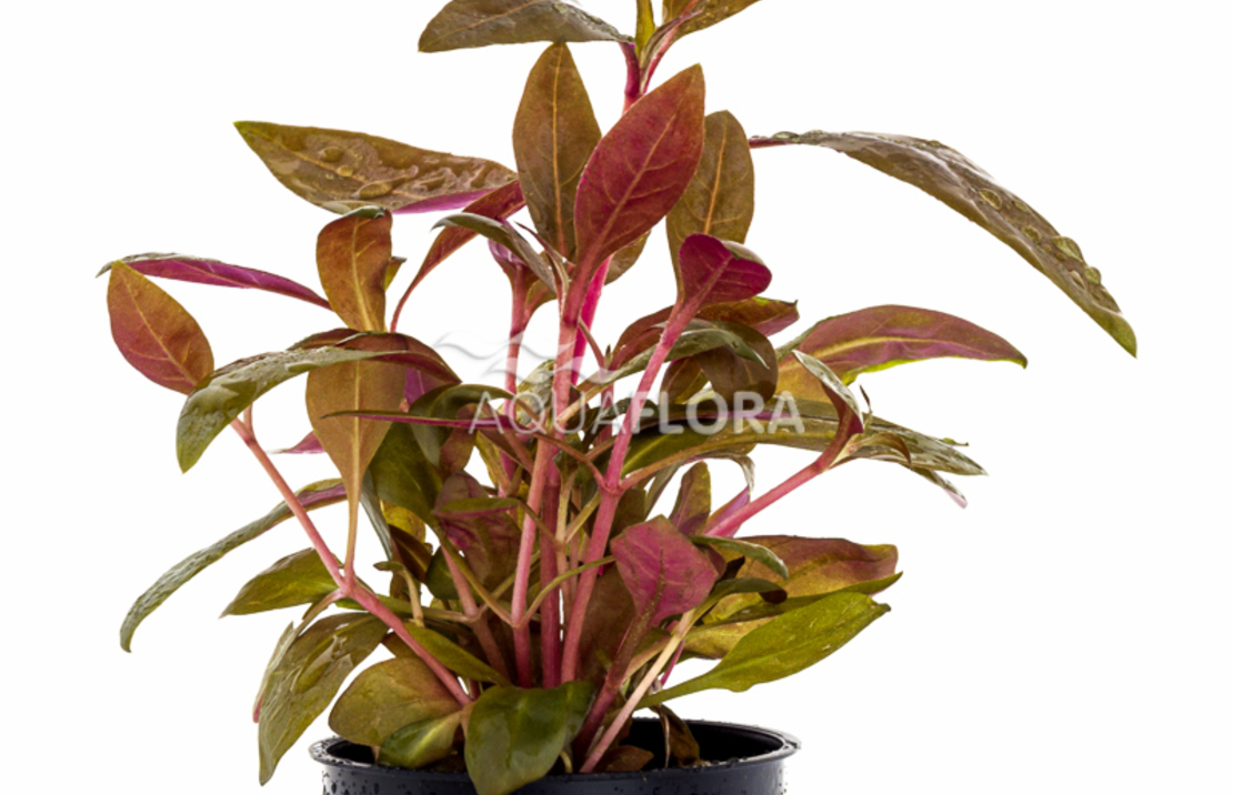 Alternanthera Reineckii 'rosaefolia' - Pe